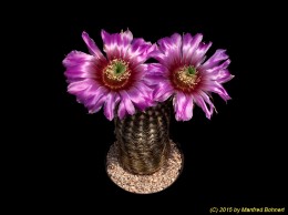 Echinocereus reichenbachii 942